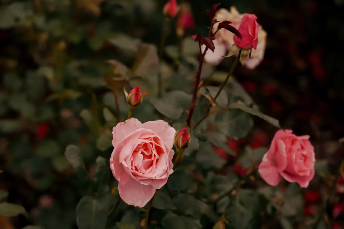 detailImage